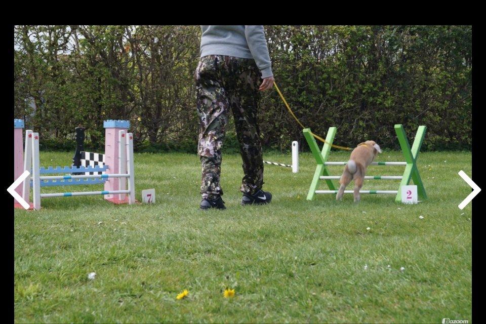 Kanin Dolls Zuera Emilia-Romagna billede 7