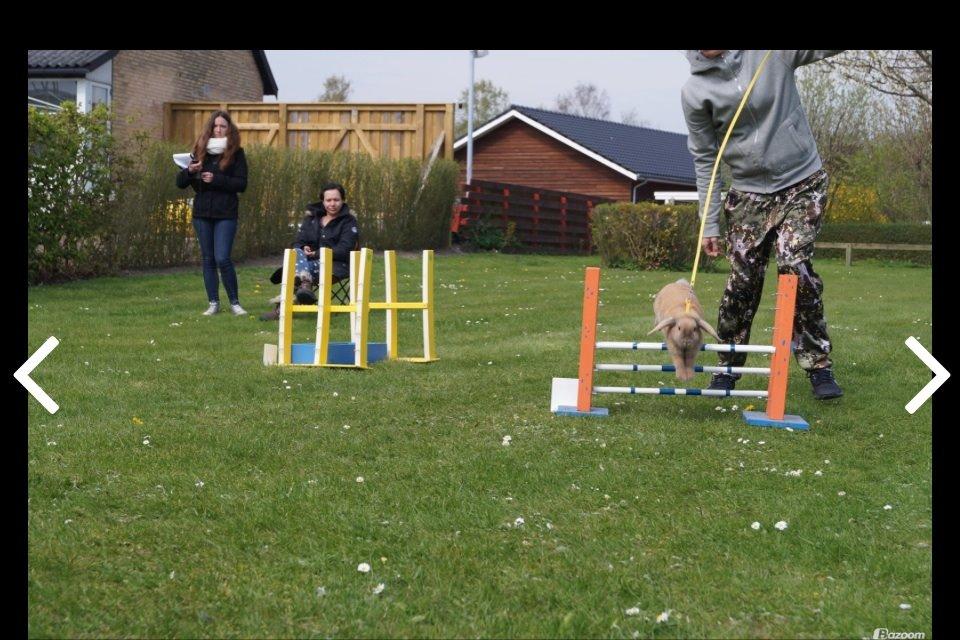 Kanin Dolls Zuera Emilia-Romagna billede 6