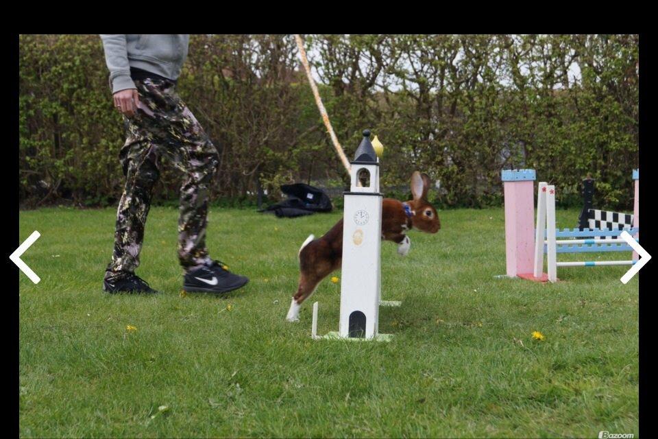 Kanin Ingolf (tidl kanin) billede 6