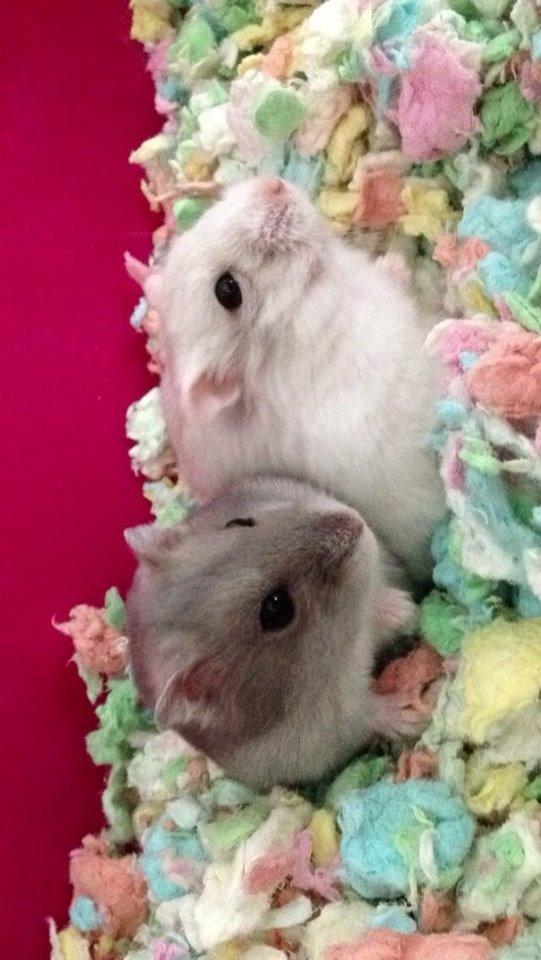 Dværghamster Snebold billede 1