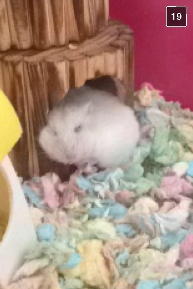 Dværghamster Snebold billede 2