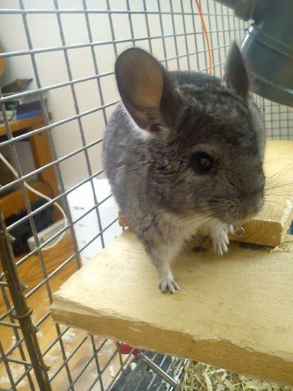 Chinchilla Grævling billede 1