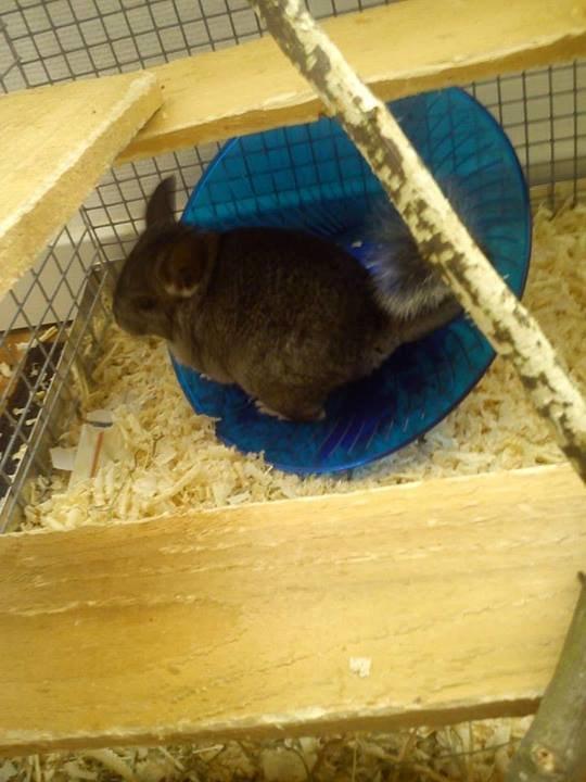 Chinchilla Grævling billede 3