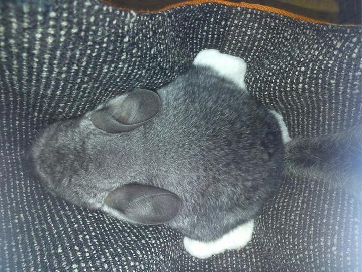 Chinchilla Grævling billede 4