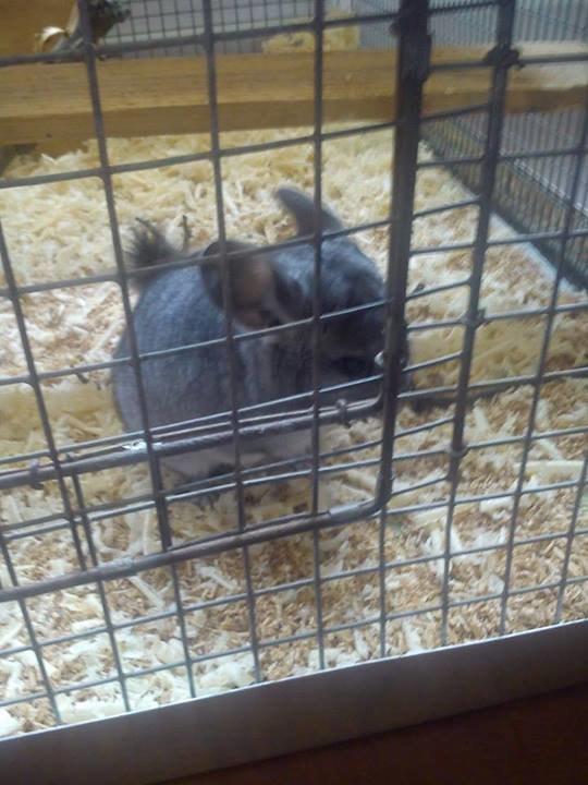 Chinchilla Grævling billede 5