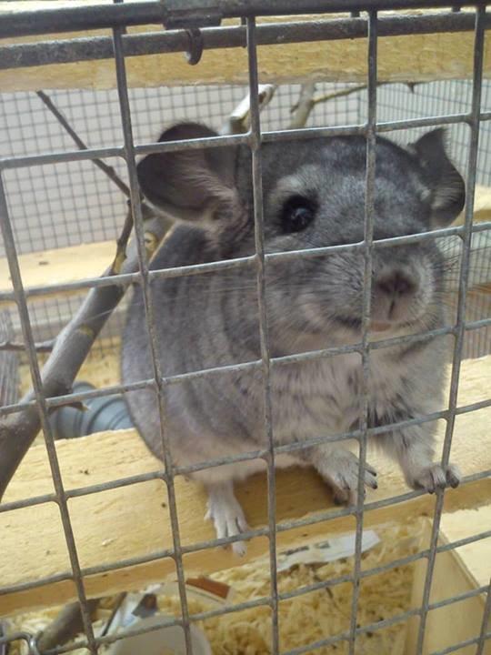 Chinchilla Grævling billede 2