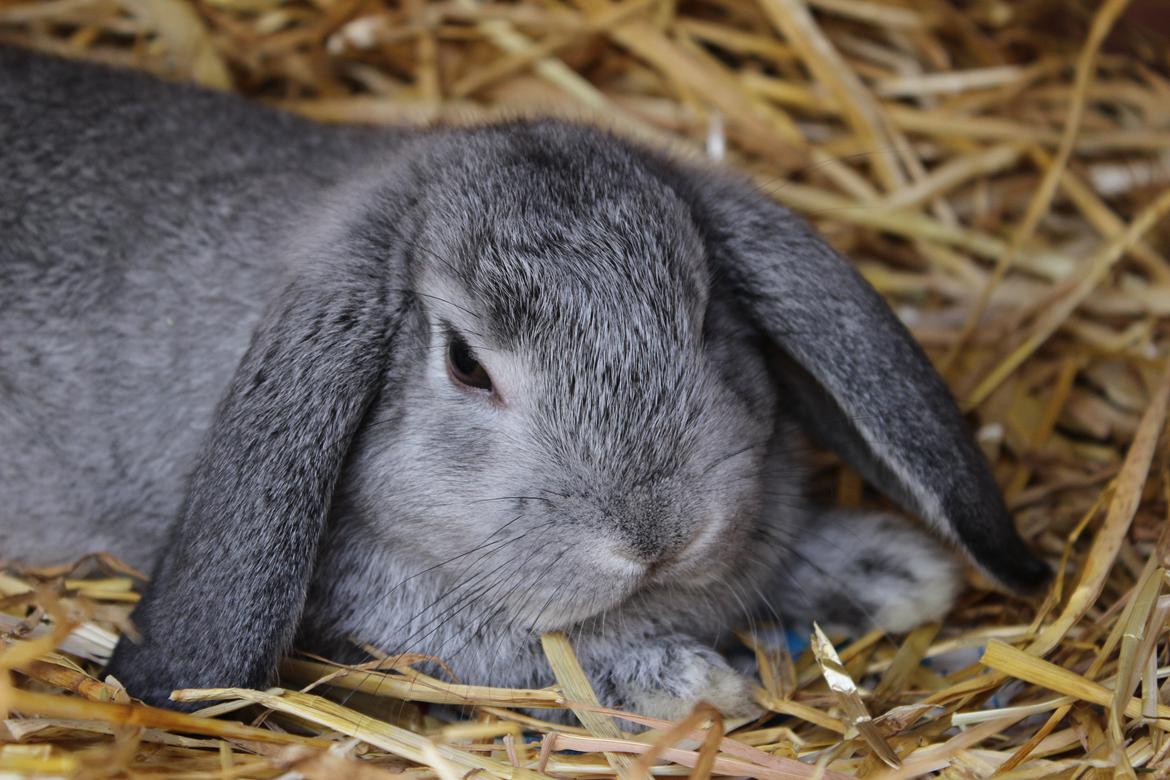 Kanin Ralf billede 5