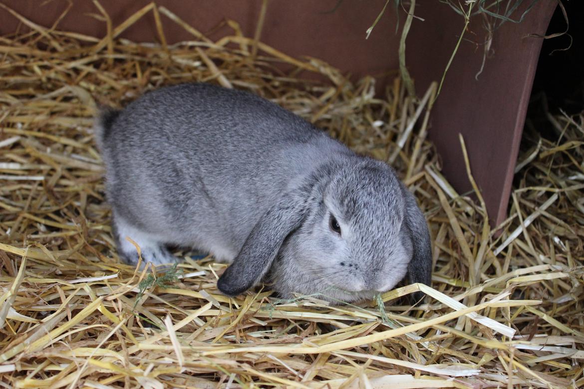 Kanin Ralf billede 11