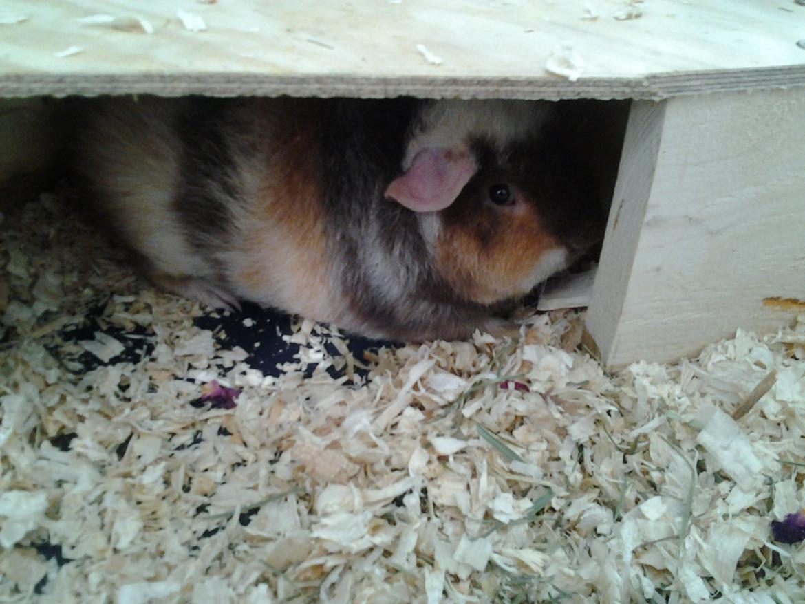 Marsvin mimer  billede 1