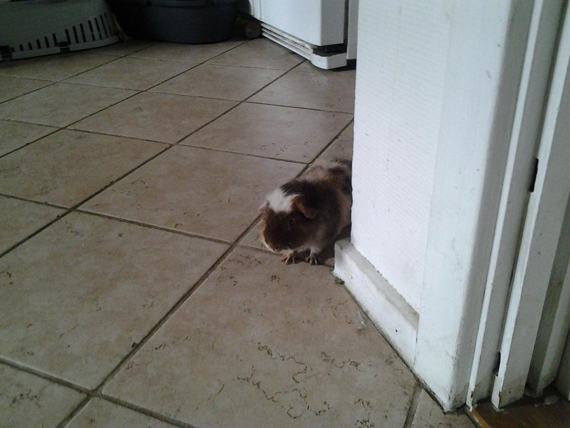 Marsvin mimer  billede 2