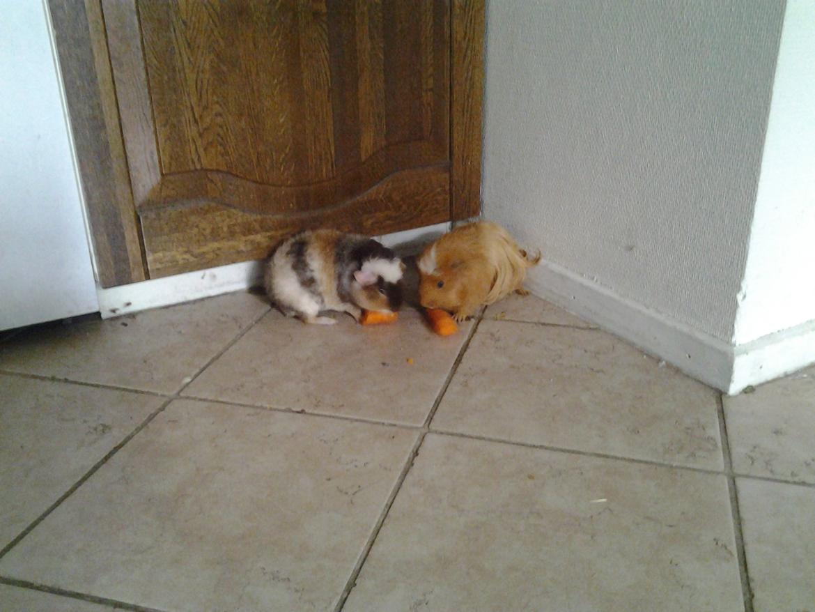 Marsvin mimer  billede 3