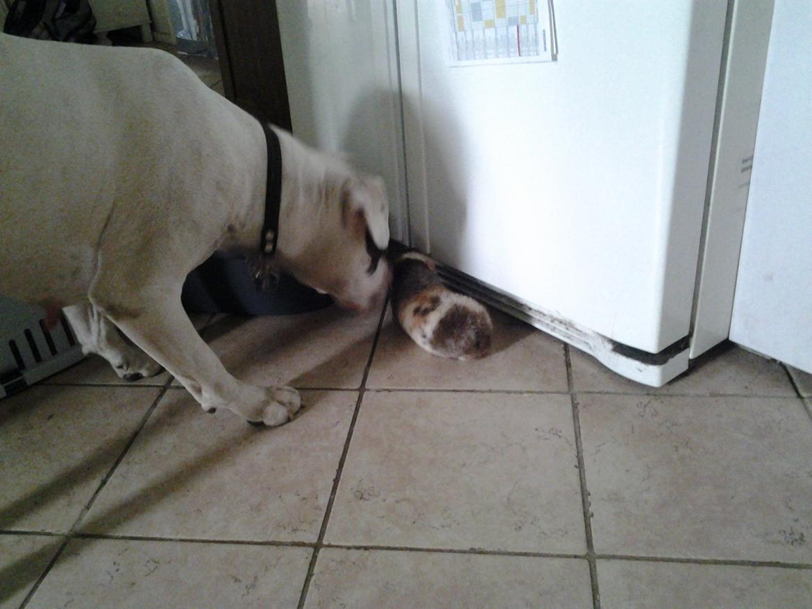 Marsvin mimer  billede 4