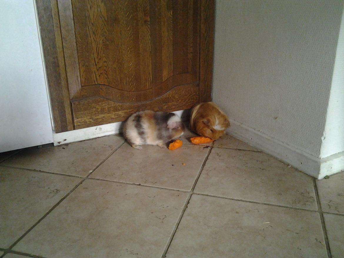 Marsvin mimer  billede 5