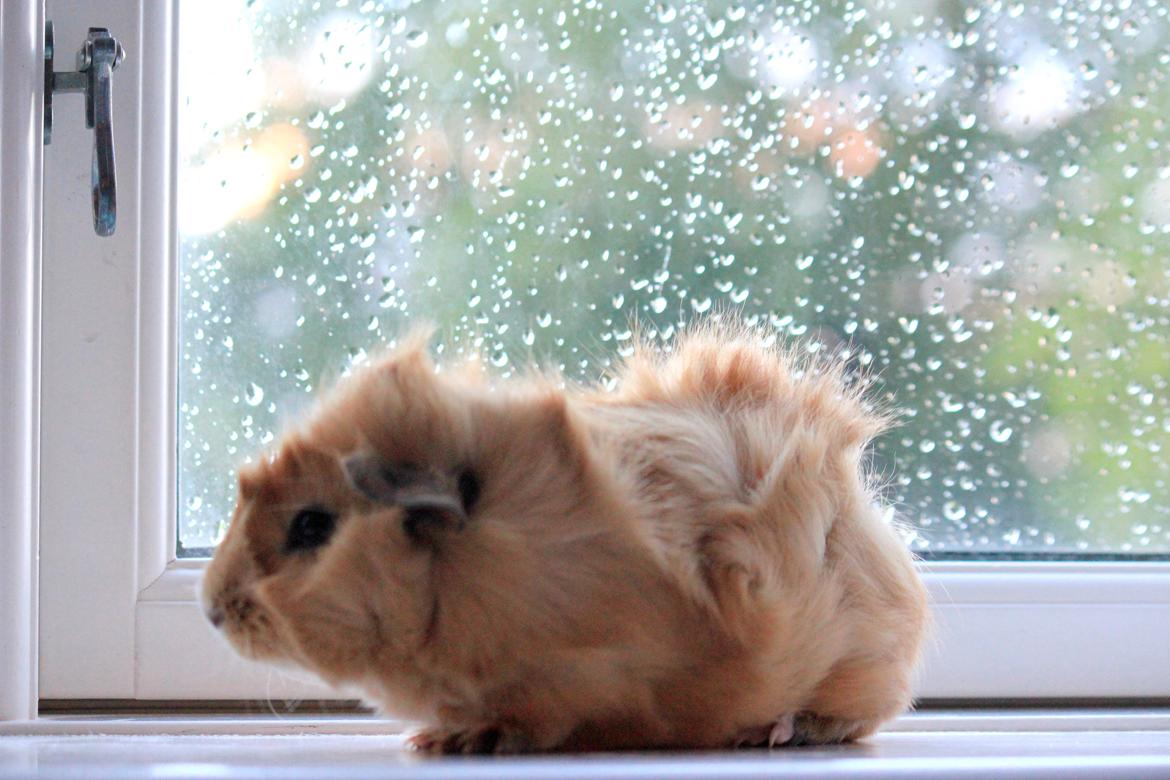 Marsvin Charlie Chicken Nugget billede 4