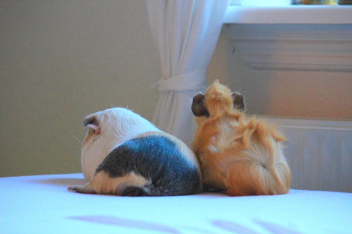 Marsvin Charlie Chicken Nugget billede 6