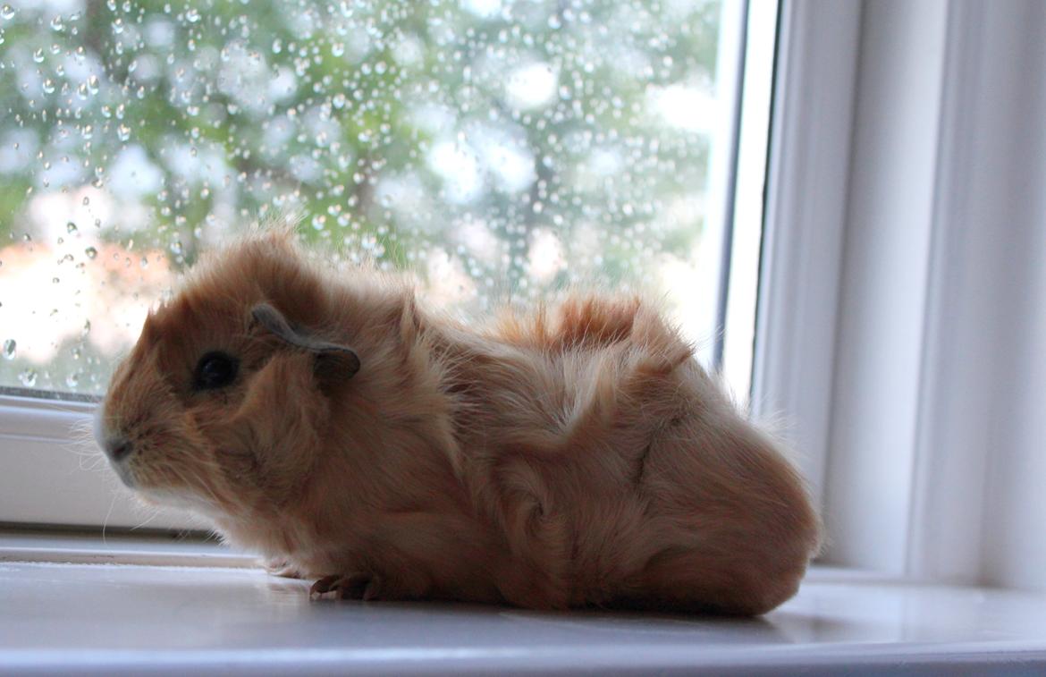 Marsvin Charlie Chicken Nugget billede 16