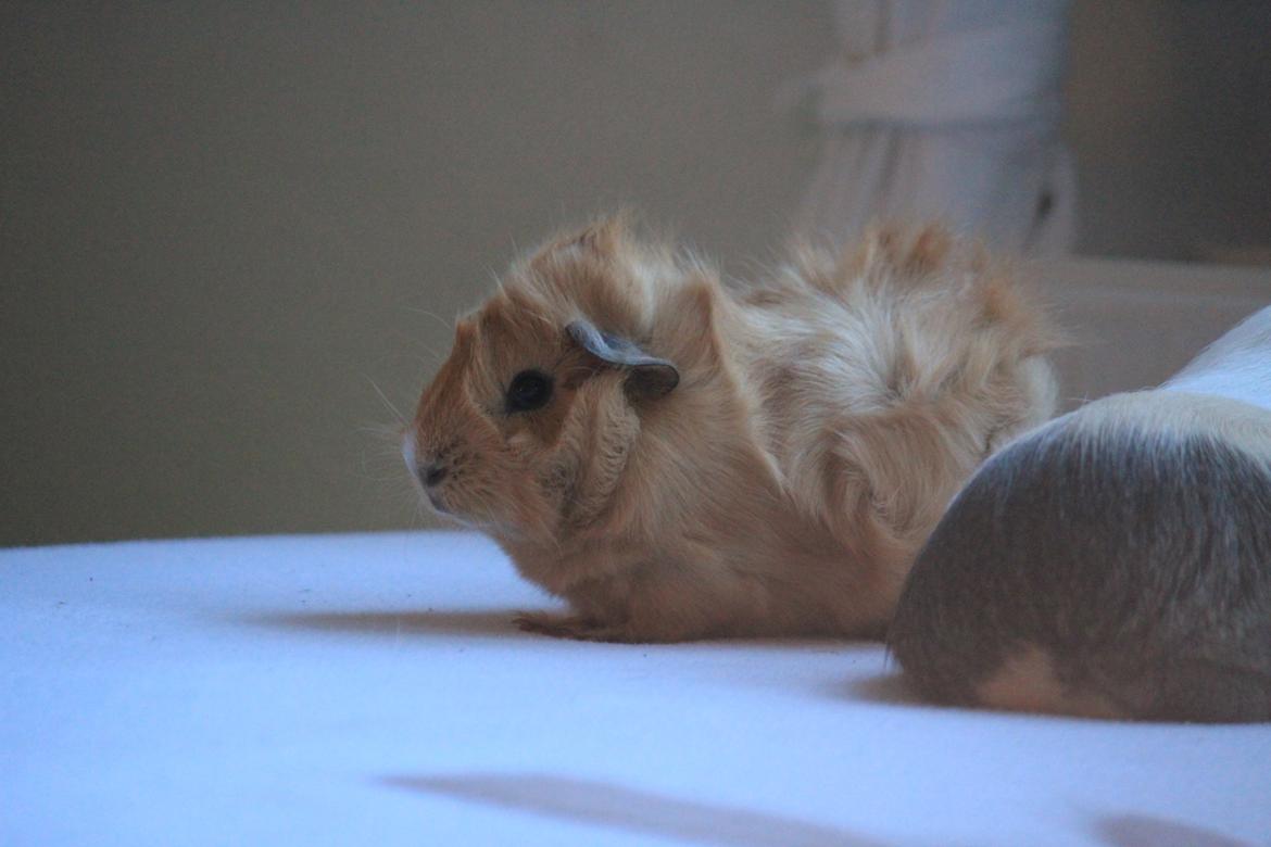 Marsvin Charlie Chicken Nugget billede 19