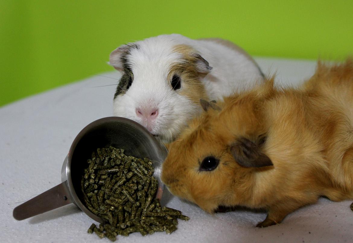 Marsvin Charlie Chicken Nugget billede 12