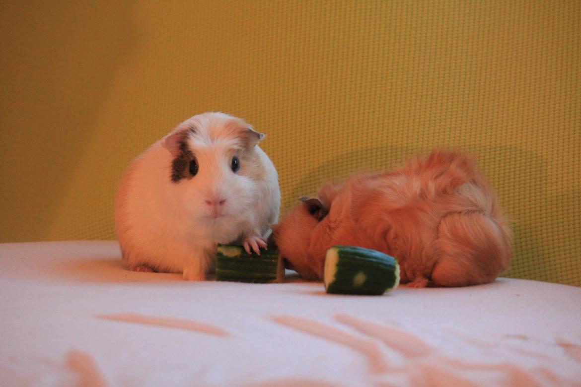 Marsvin Charlie Chicken Nugget billede 5