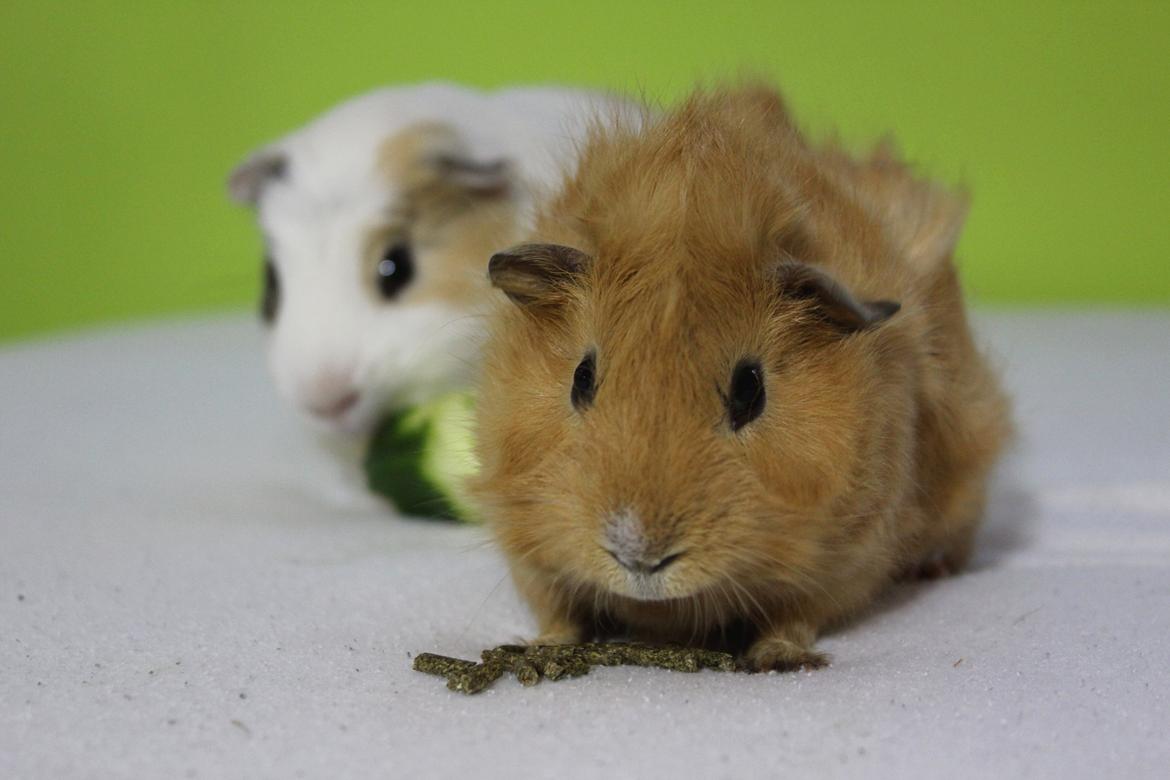 Marsvin Charlie Chicken Nugget billede 7