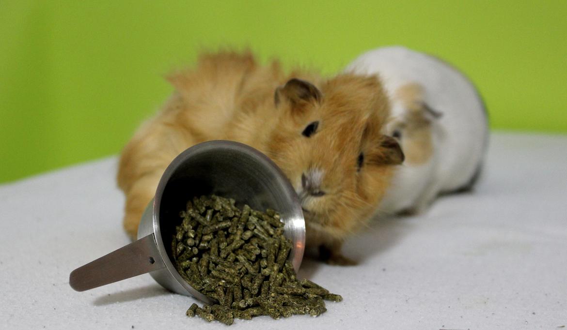 Marsvin Charlie Chicken Nugget billede 22