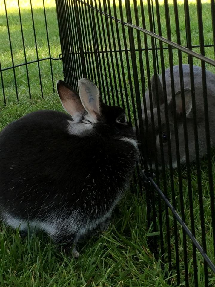 Kanin Cazilla billede 14