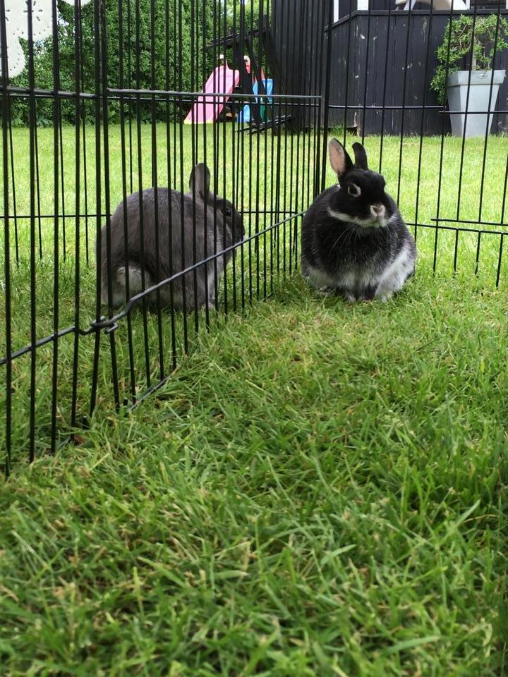 Kanin Cazilla - Cazilla og Cavallo billede 9