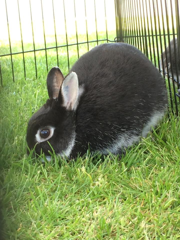 Kanin Cazilla billede 11