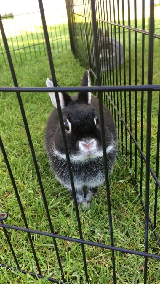 Kanin Cazilla billede 2