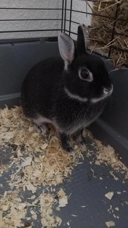 Kanin Cazilla billede 13