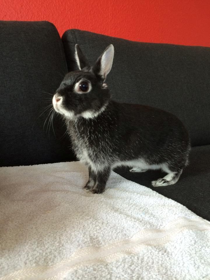 Kanin Cazilla billede 4