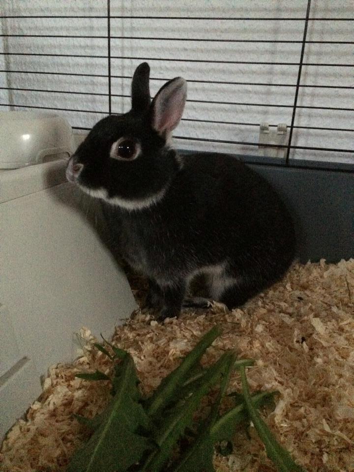 Kanin Cazilla billede 7