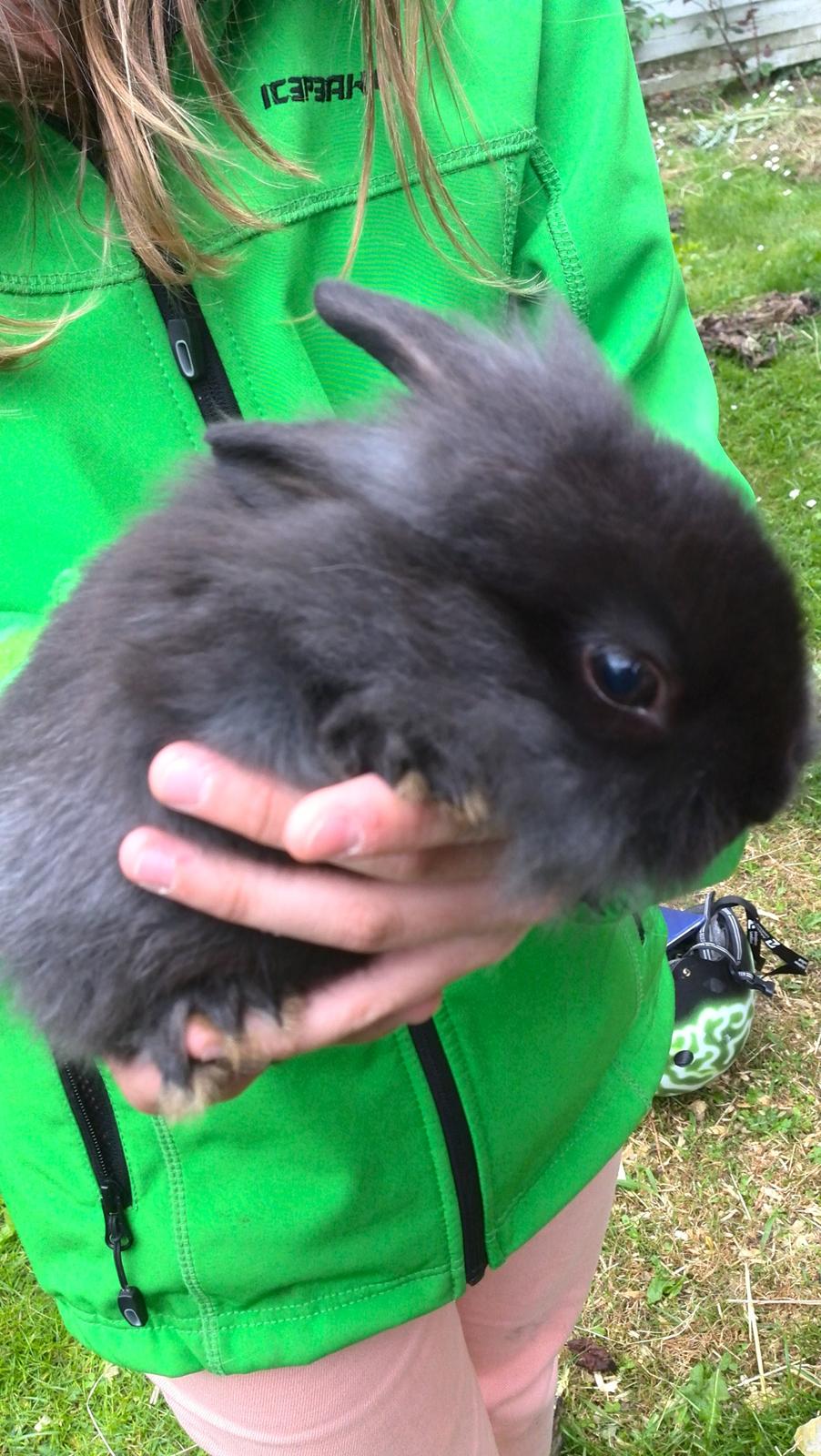 Kanin Cashew *himmelkanin* billede 1