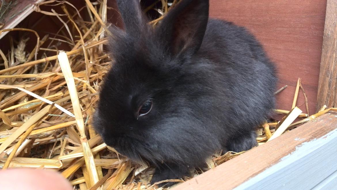 Kanin Cashew *himmelkanin* billede 2