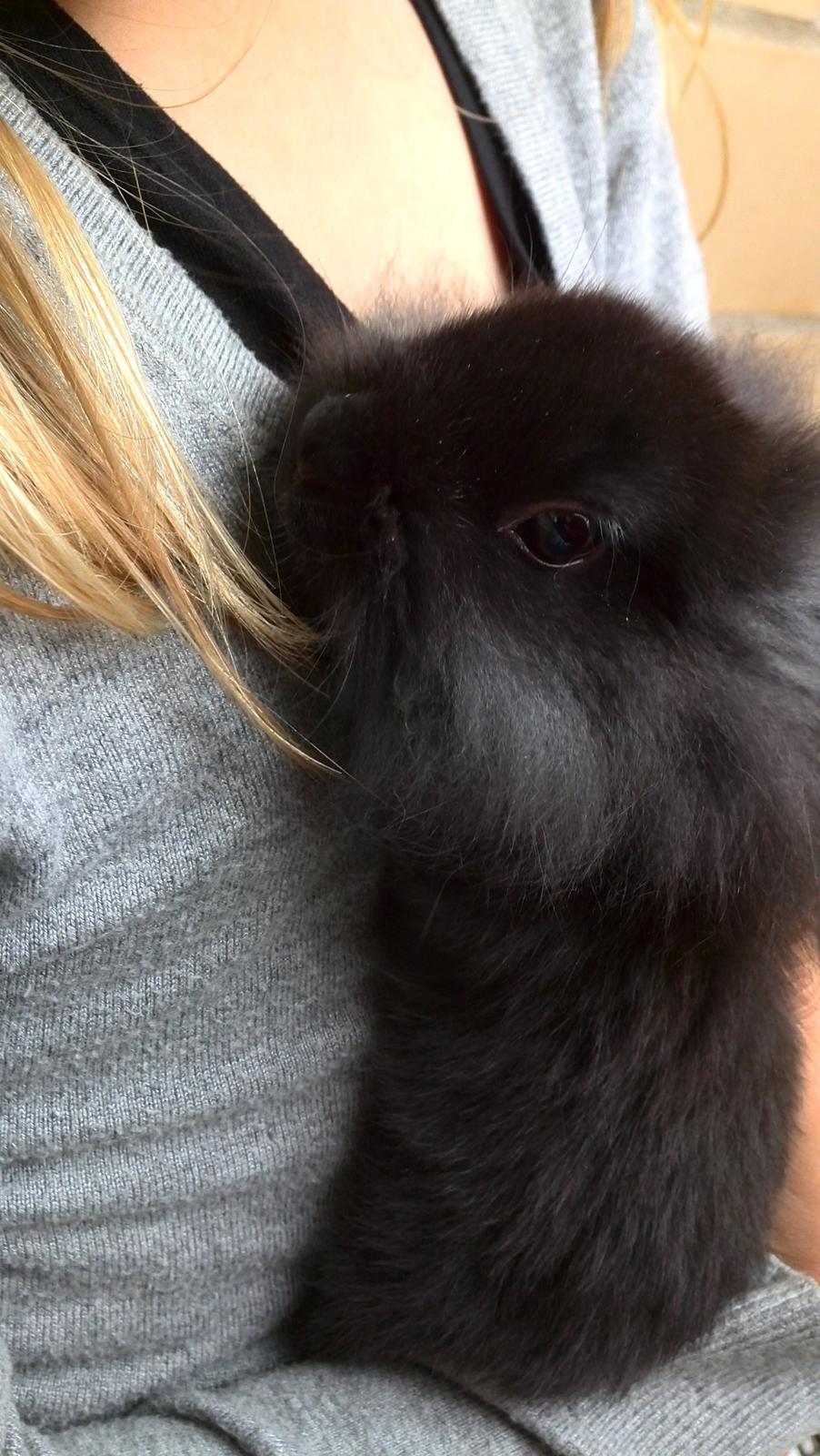 Kanin Cashew *himmelkanin* billede 3