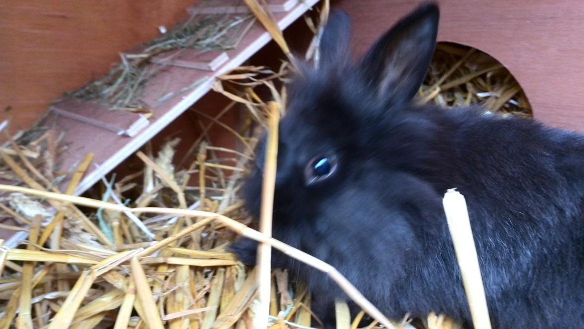 Kanin Cashew *himmelkanin* billede 4