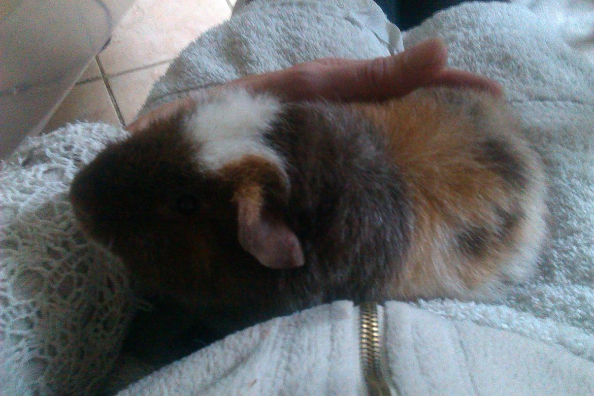 Marsvin mimer  billede 6