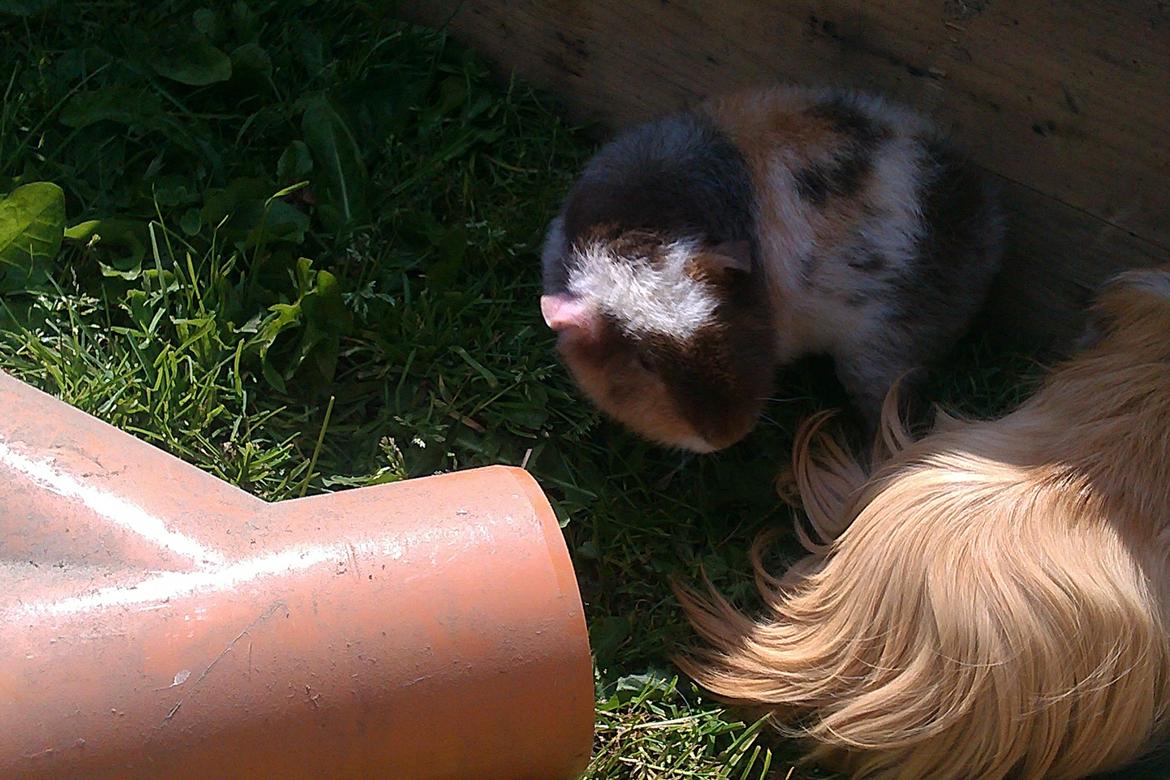 Marsvin mimer  billede 7