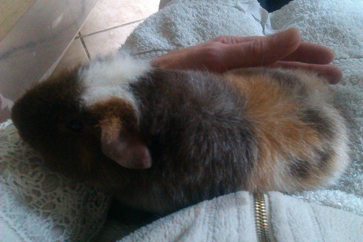 Marsvin mimer  billede 8