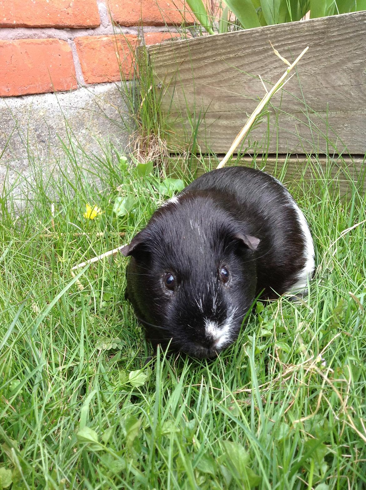 Marsvin Futte billede 1