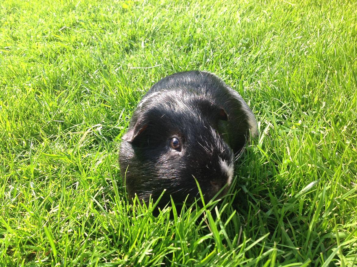 Marsvin Futte billede 2