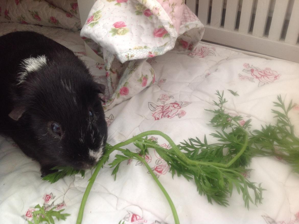 Marsvin Futte billede 3