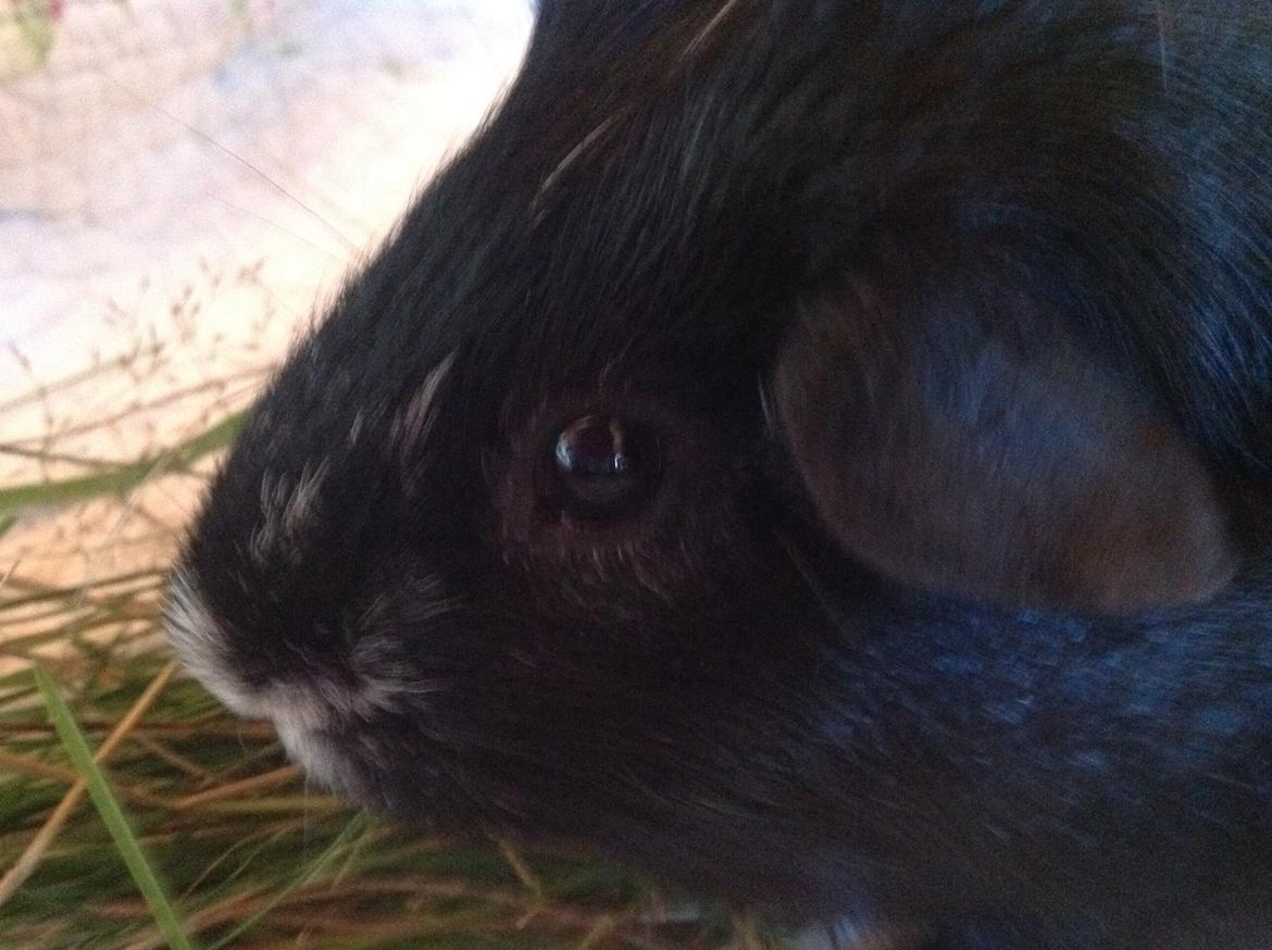 Marsvin Futte billede 4