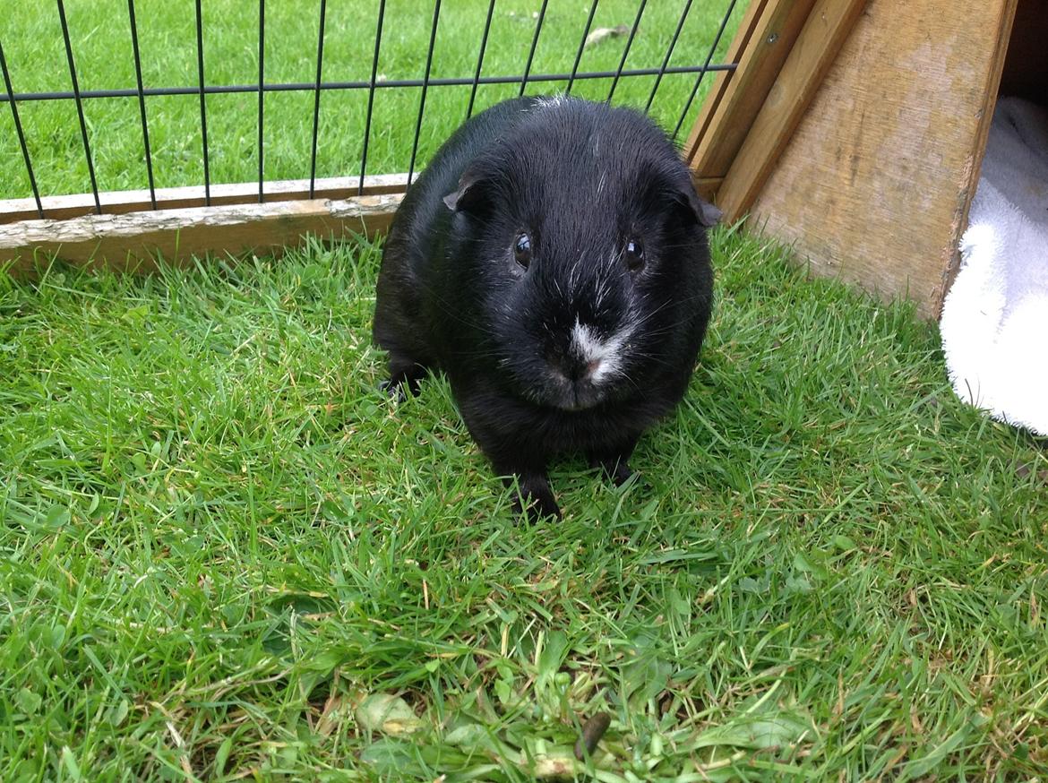 Marsvin Futte billede 5