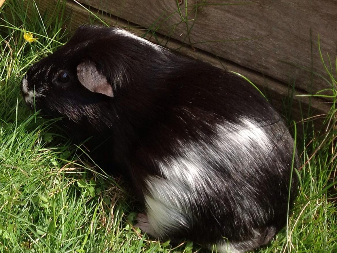 Marsvin Futte billede 6