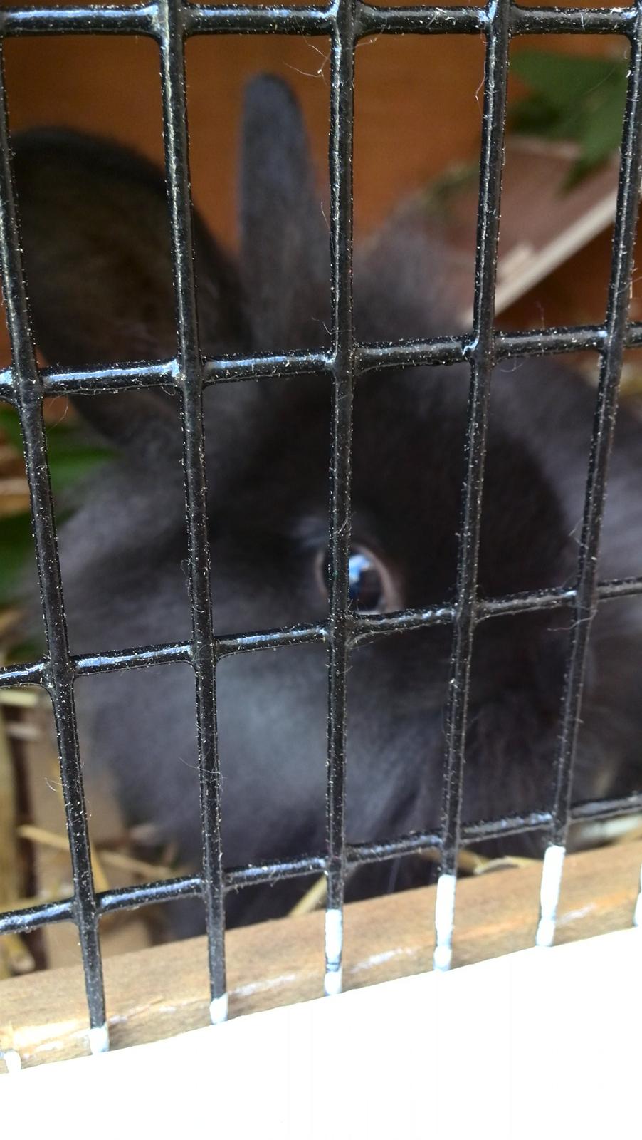 Kanin Cashew *himmelkanin* billede 5