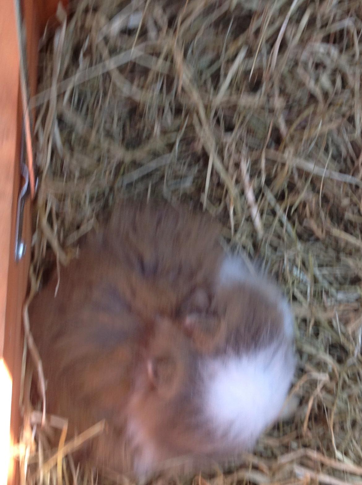 Kanin Stidsholts Aiko (Flora) (R.I.P.) billede 1