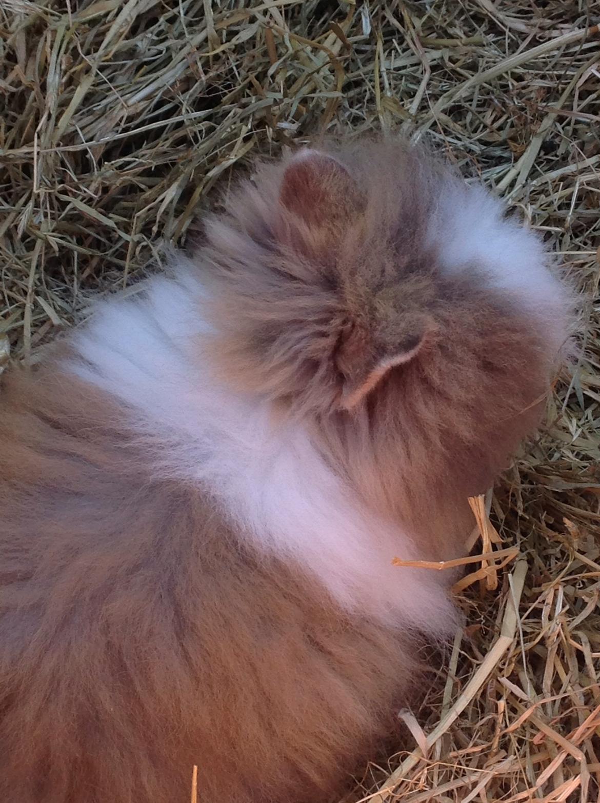 Kanin Stidsholts Aiko (Flora) (R.I.P.) billede 2