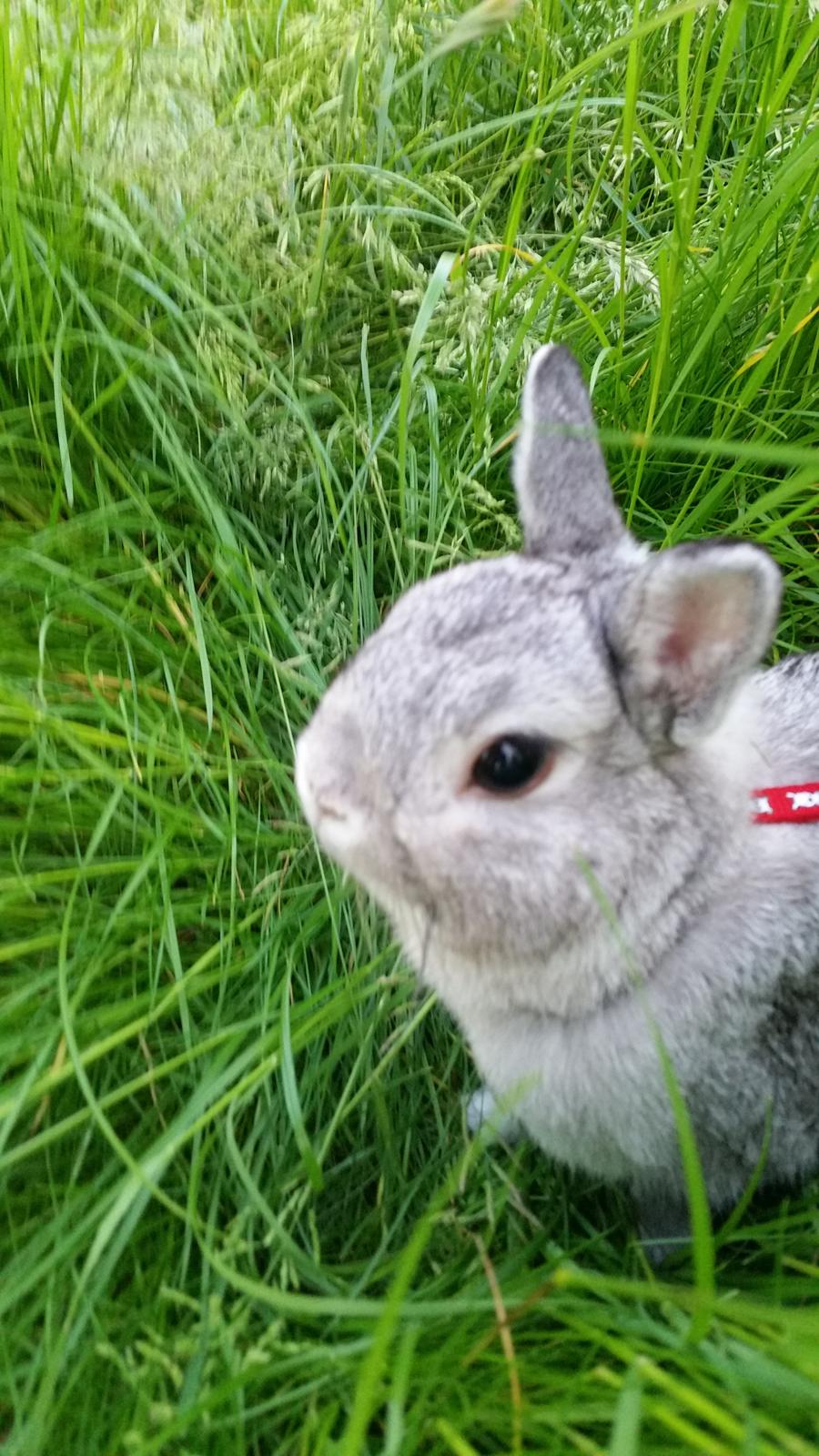 Kanin Ahrenkiels Ninka - beby face billede 27