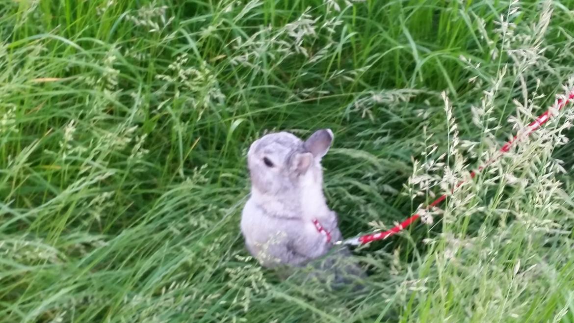 Kanin Ahrenkiels Ninka billede 28